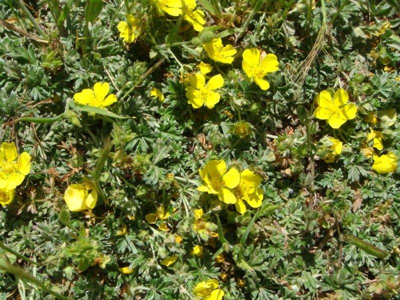 Potentilla calabra o P. argentea?